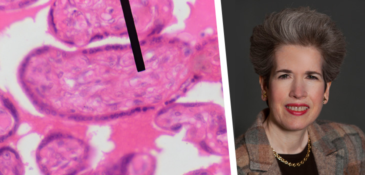 $600K NSF Grant for Stem Cell Survival