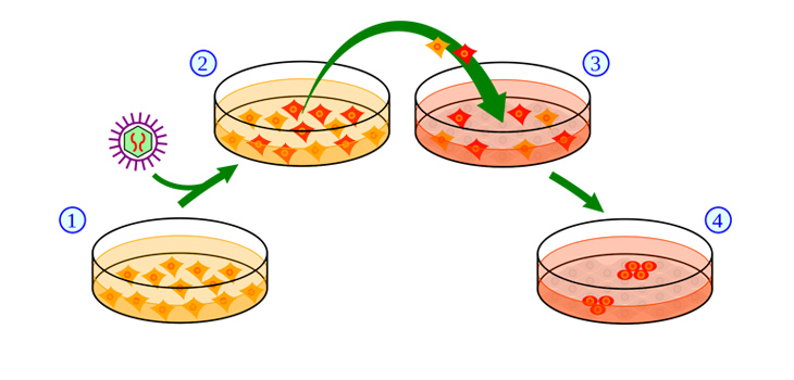 One Molecule Commands Stem Cells: “Build Bone!”