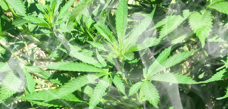Heavy Cannabis Use Leads to Osteoporosis?