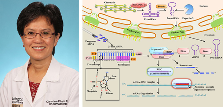 New Study: Nanotherapy Cuts Reactive Synovitis & Chondrocyte Death