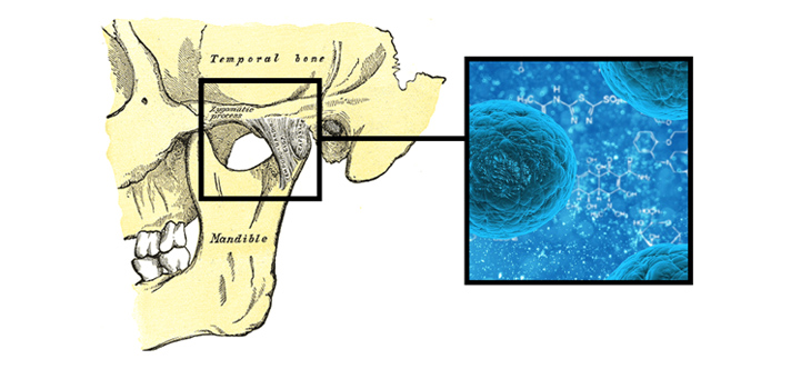 Novel Stem Cells Make Cartilage and Repair Joints