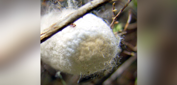 3D Printed SILK for Devices and Implantables