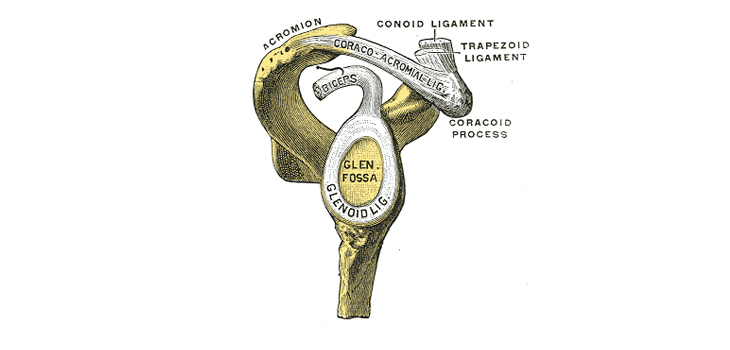 Posterior Humeral Subluxation Not Relevant to Posterior Shoulder Instability