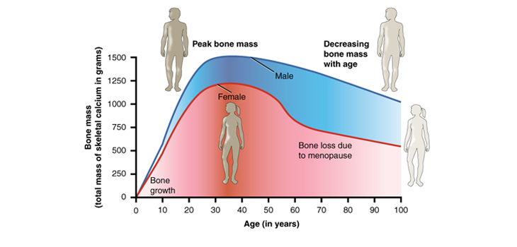 Juvenile Stem Cells Better at Bone Regeneration