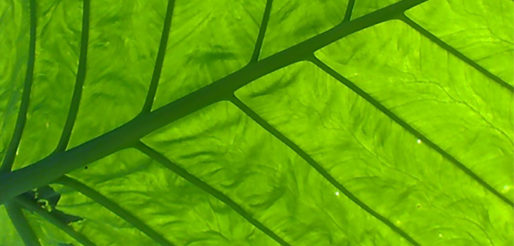 Human Stem Cells Grown on Plants