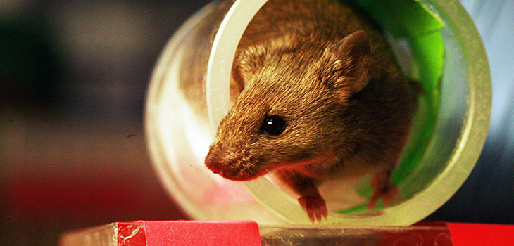 Exercise Pill Causes Mice to Run for Salk Scientists