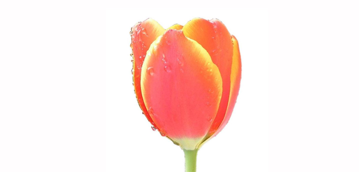 FDA Clears French TULIP