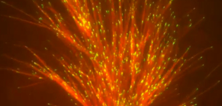 Simply the Coolest Biologic Video Ever