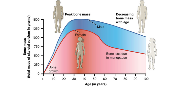 Targeting Senescent Cells Increases Bone Mass