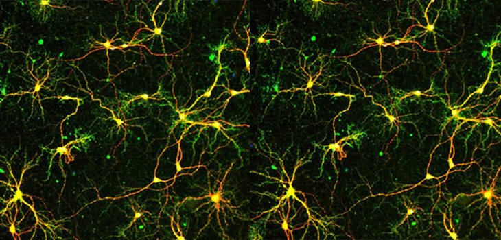 New Spinal Cord Injury Repair Company Launched