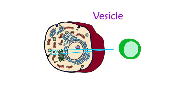 Meet Vesicles – The New Kid on the Block