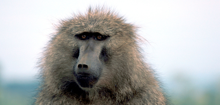 Monkey Peptide Reverses Joint Disease!