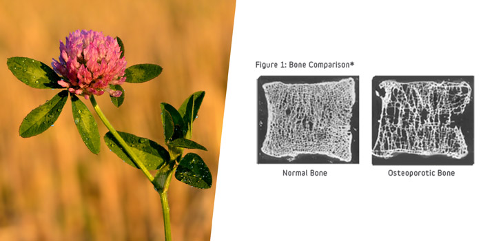 Study: Red Clover Stops/Minimizes Bone Loss; Nutrition for Improved Hip Surgery Results; bdMARDS Reduce RA in Patients