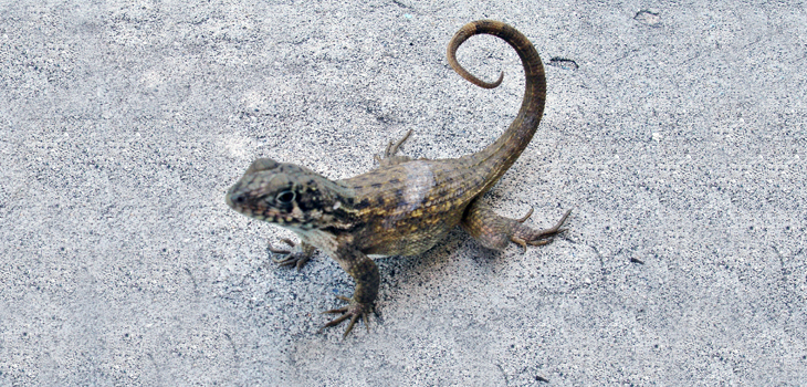 Stem Cells and Lizard Tails