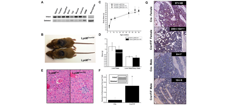 Battle of the Bone Growth Proteins: BMP vs Jagged-1