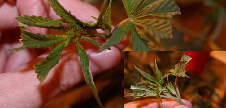 Marijuana Growers Risk Carpal Tunnel Syndrome