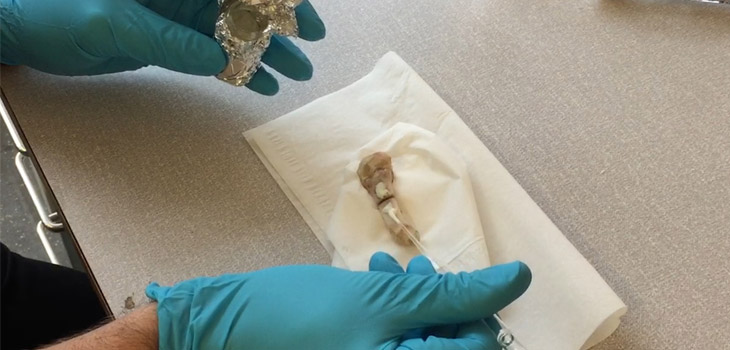 What! No Elmer’s? Novel Fracture Adhesive in Lab