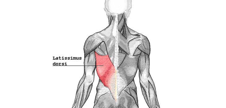 Latissimus Dorsi Transfer Rupture Underestimated