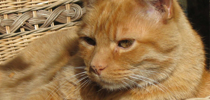 Is There Healing Power in a Cat’s Purr?