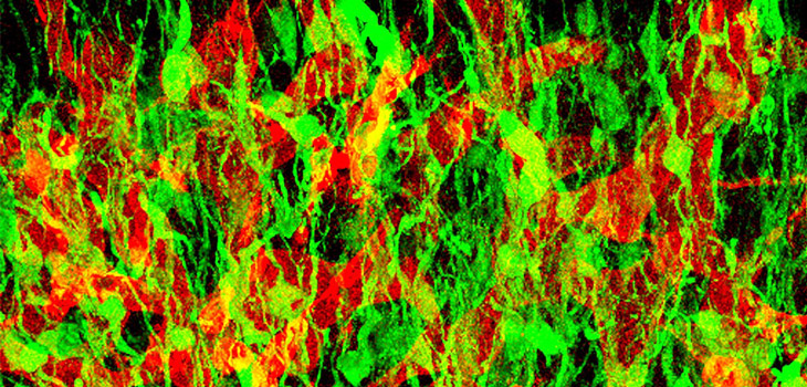 Mass Producing Stem Cells in Suspension