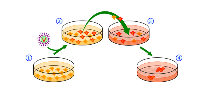 Making Cell-Based Cartilage Production Scalable