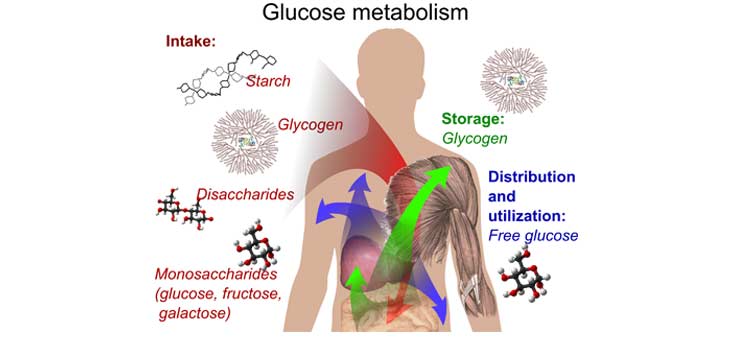 Glucose! Key to Reducing TKA Complication Risk?