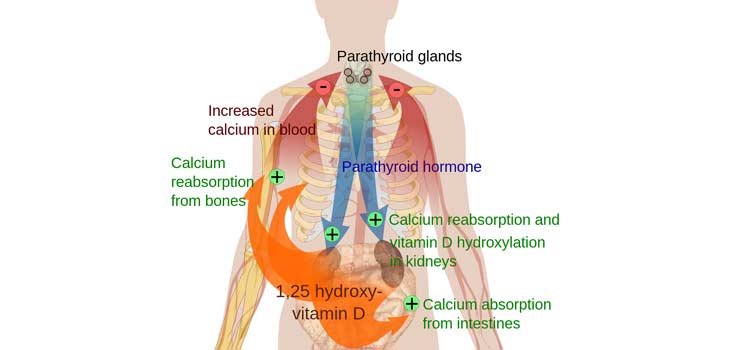 Secret to Faster and Better Fracture Healing? Vitamin D