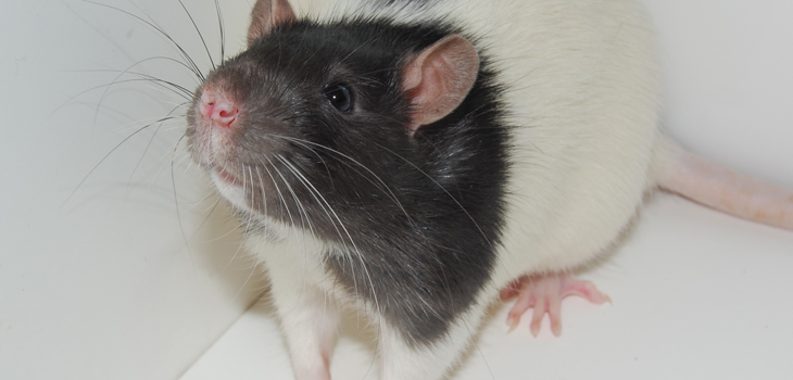 Better Rat Model for Posttraumatic Joint Stiffness?