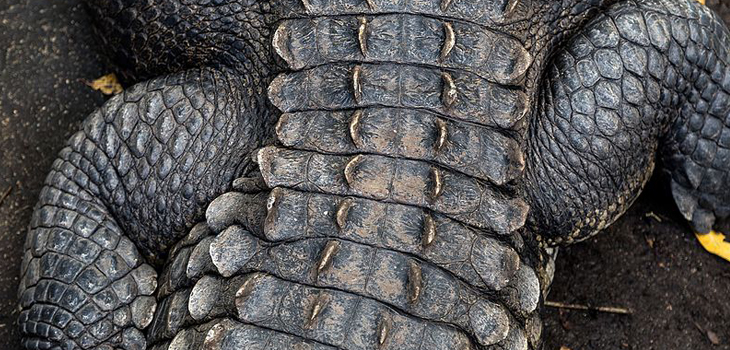 Crocodile Tissue Studied for Cartilage Repair