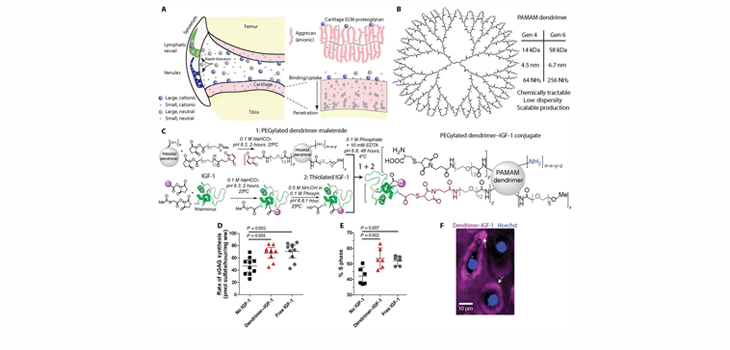 Study: Nanocarrier Delivers Drugs Directly to Cartilage