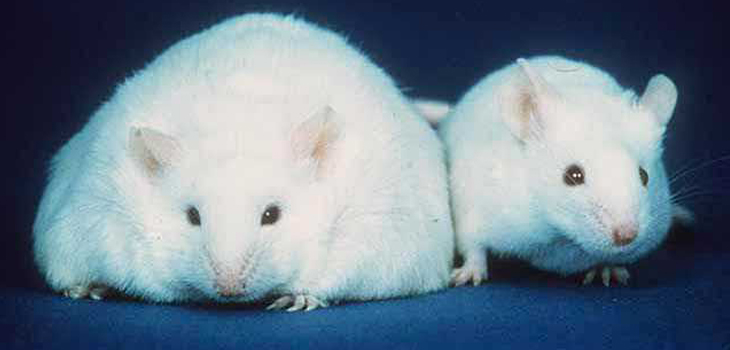 Obesity Equal Spontaneous Knee Osteoarthritis?
