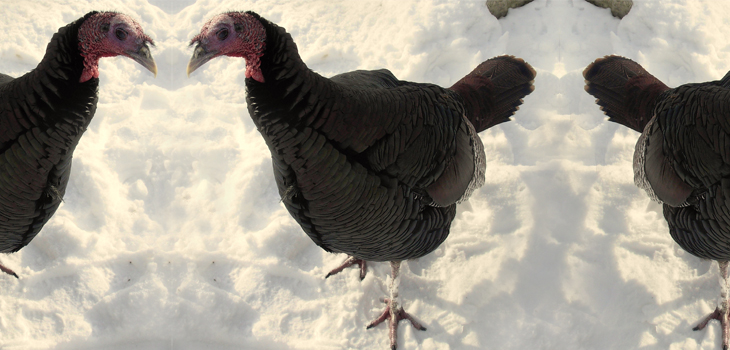 FDA Eases Opioid Policy: No More Cold Turkey
