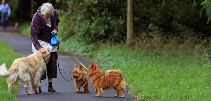 Seniors at Increased Fracture Risk When Walking Dogs