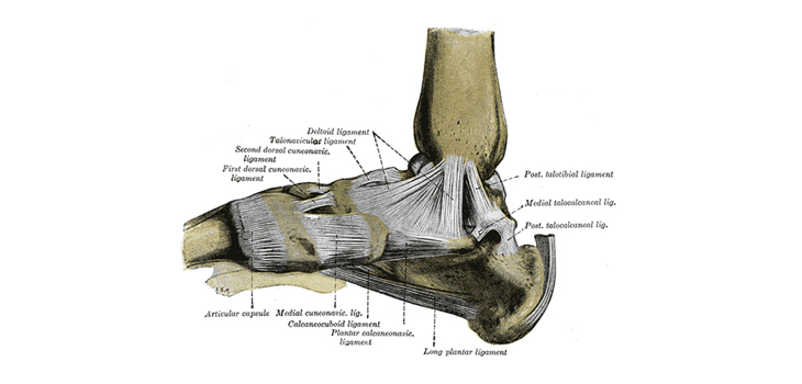 New Allograft Talocalcaneal Ligament Introduced