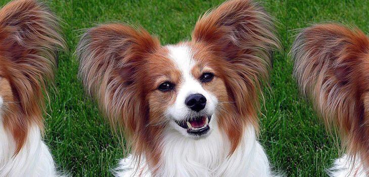 Dog-Ear & Bird-Beak Shoulder Remodeling Tested