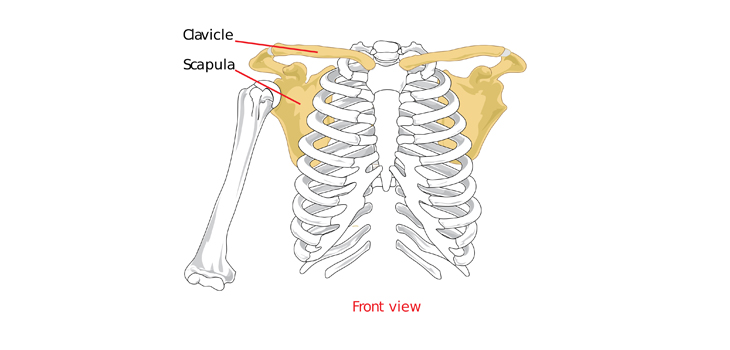 Arthroscopy of Sternoclavicular Joint Works for OA