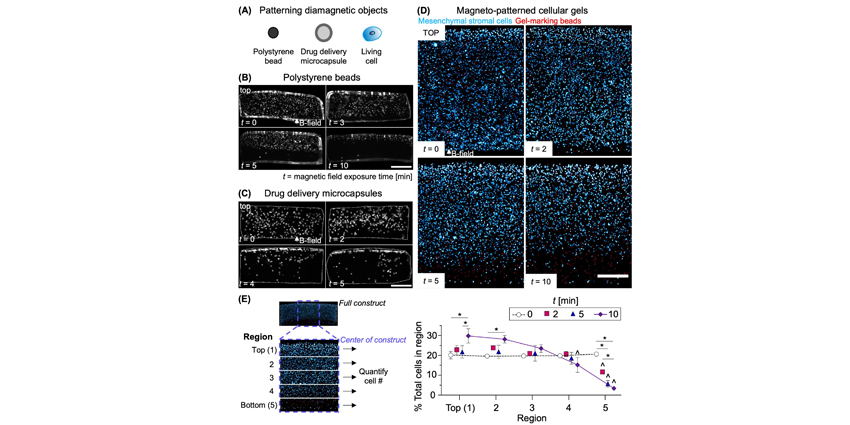 Stunning New Cartilage Repair Research From U Penn
