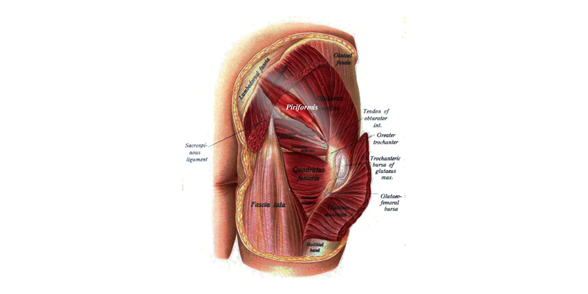 How Much Force Will Damage Piriformis Muscle? Shockingly Little.