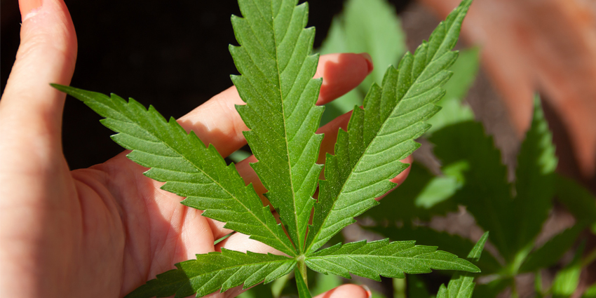 Marijuana Increases Cervical Spine Reop Risk: New Study