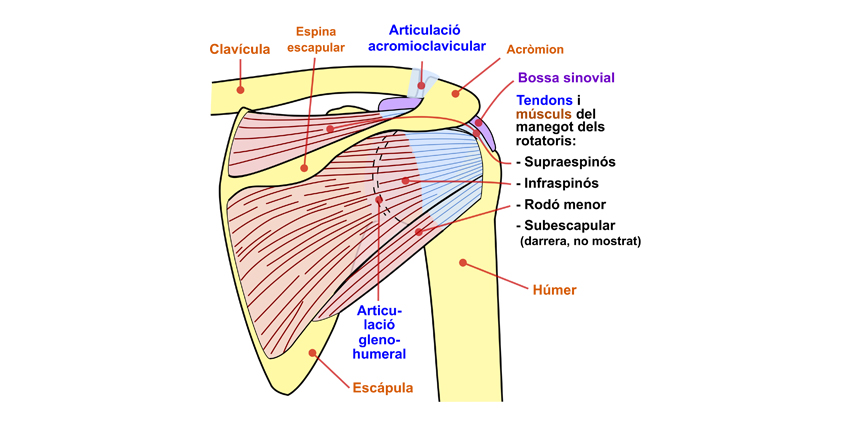 Fascia Lata Good Graft for Superior Capsule Reconstruction