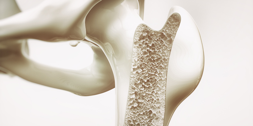 New, Powerful Insight Into Bone Aging and Repair From NYU
