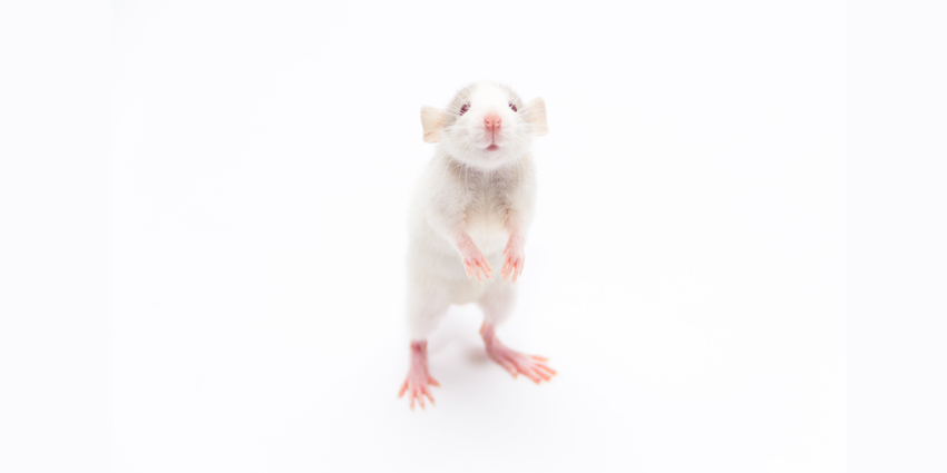 Two Hormones Slow OA – Amazing Mouse Study