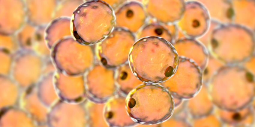 Adipose Tissue Bone Graft Performs Well in Initial Test