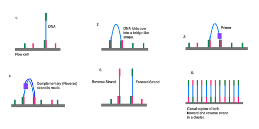 Patent Fight Breaks Out over Genetic Sequencing