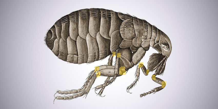 Flea Protein Inspires Anti-Bacterial Breakthrough