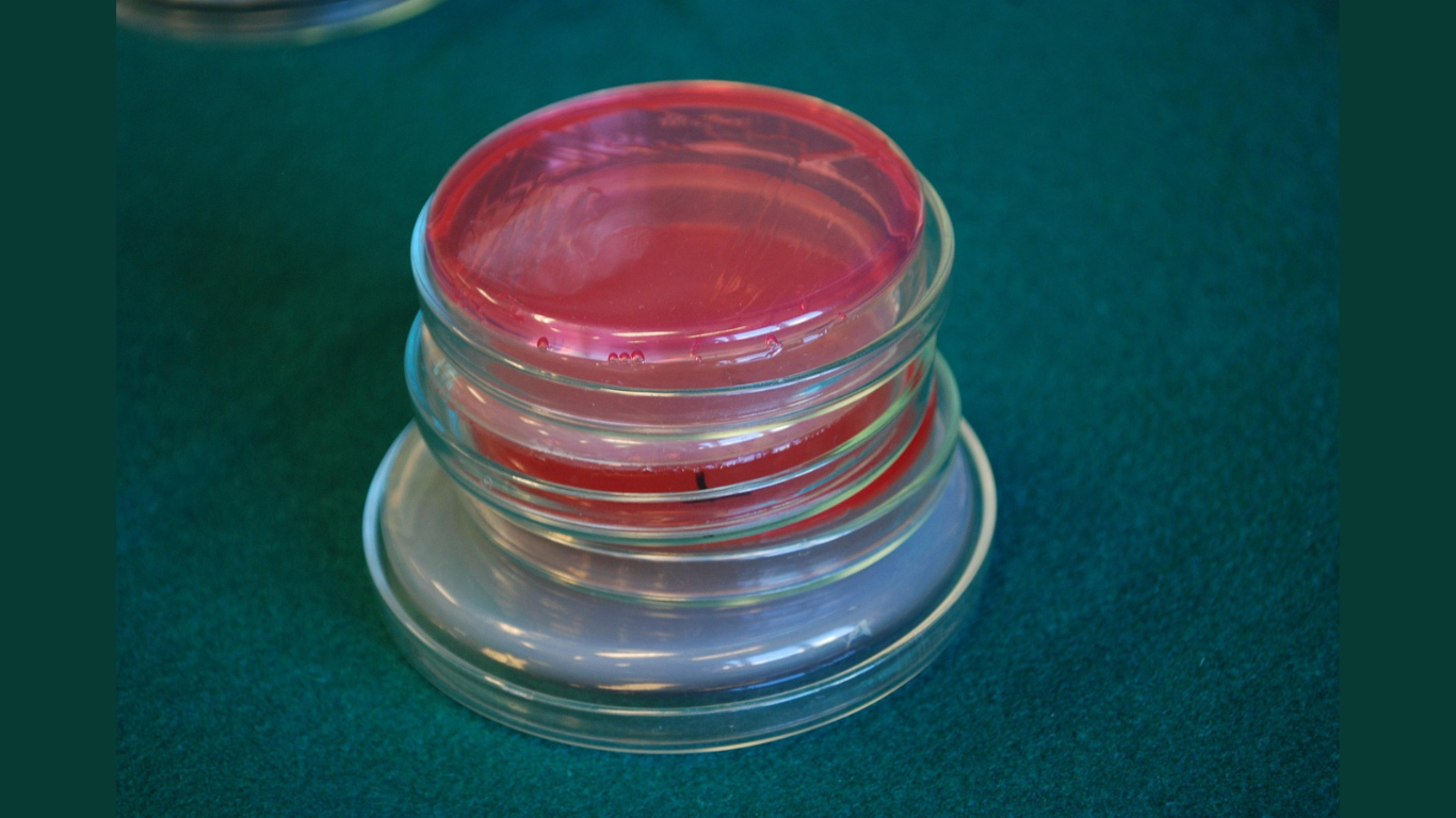 The Acne Bug That Came for Your Disc Space